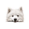Samoyed Dog Kiss-Cut Sticker - Perfect for Pet Lovers & Laptop Decor - Image 2
