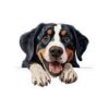 Greater Swiss Mount Dog Kiss-Cut Sticker - Perfect for Pet Lovers & Laptop Decor - Image 2