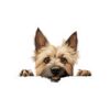 Cairn Terrieri Dog Kiss-Cut Sticker - Perfect for Pet Lovers & Laptop Decor - Image 2