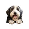Old English Sheepdog Dog Kiss-Cut Sticker - Perfect for Pet Lovers & Laptop Decor - Image 2