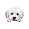 Coton De Tulear Dog Kiss-Cut Sticker - Perfect for Pet Lovers & Laptop Decor - Image 2