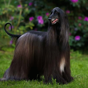 Afghan-Hound