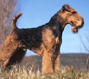 Airedale-Terrier