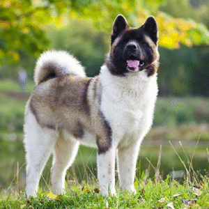 Akita