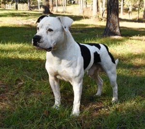 American Bulldog