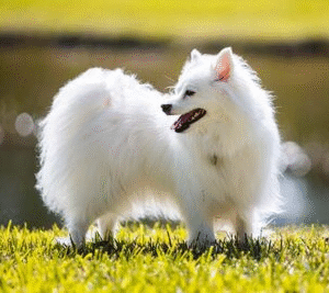 American Eskimo Dog