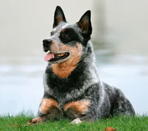 Australian Cattle Dog