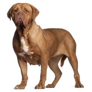Dogue de Bordeaux