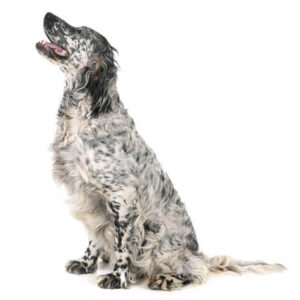 English Setter