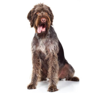 German Wirehaired Pointer