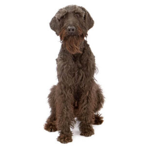 Giant Schnauzer