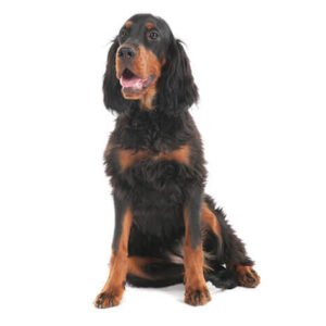 Gordon Setter