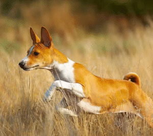 Basenji