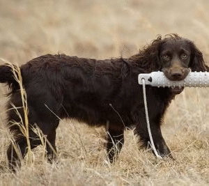 Boykin Spaniel