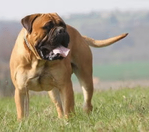 Bullmastiff
