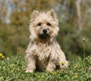 Cairn Terrier