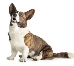 Cardigan Welsh Corgi