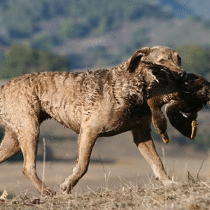 Chesapeake Bay Retriever