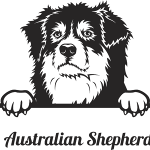 Australian Shepard