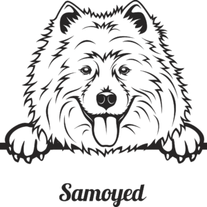 Samoyed