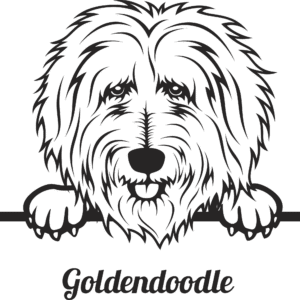 Goldendoodle