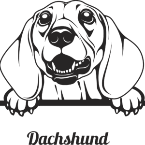 Dachshund