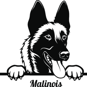 Belgian Malinois