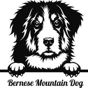Bernese Mountain Dog