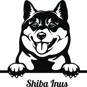 Shiba Inus