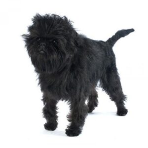 Affenpinscher