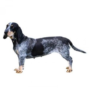 Bassett Hound