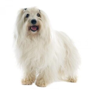 Coton De Tulear