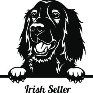 Irish Setter