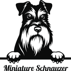 Minature Schnauzer