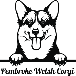 Pembroke Welsh Corgi