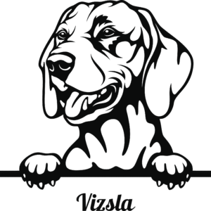 Vizsla