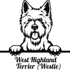 West Highland Terrier (Westie)